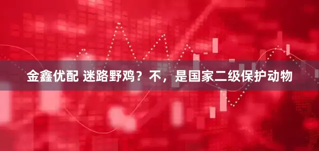金鑫优配 迷路野鸡？不，是国家二级保护动物